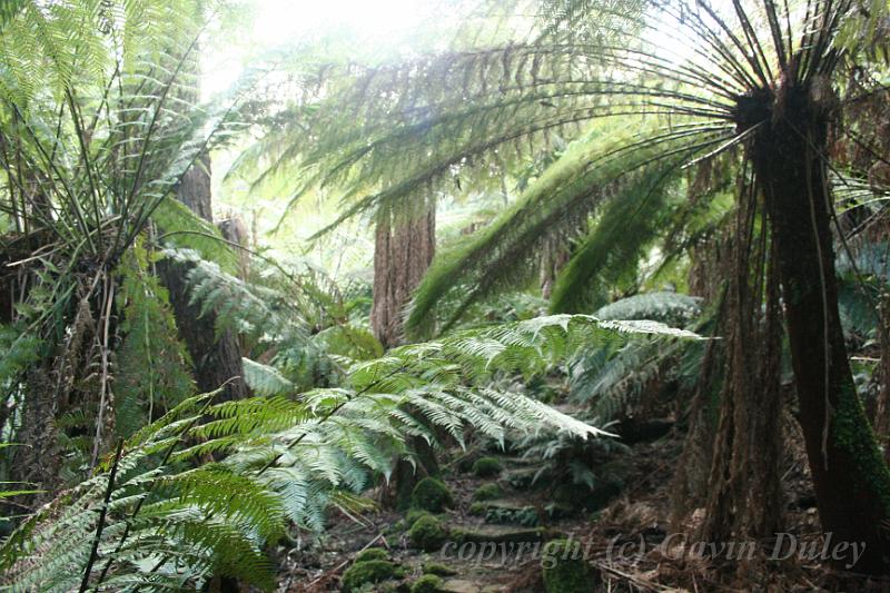 Tree fern gully, Pirianda Gardens IMG_7206.JPG